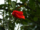 DSCN8002