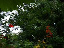 DSCN8003