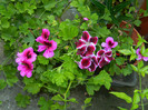 DSCN8017