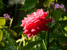 DSCN8027