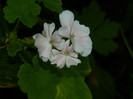 DSCN8036