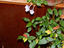 DSCN8044