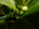 DSCN8047