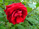 DSCN8050