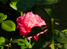 DSCN8060