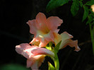 DSCN8061