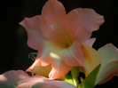 DSCN8062