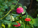 DSCN8066