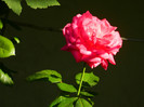 DSCN8067