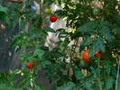 DSCN8070