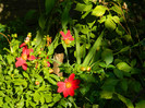 DSCN8071