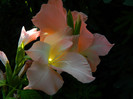 DSCN8074