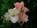 DSCN8075