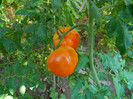 DSCN8077