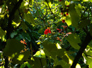 DSCN8084