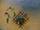 DSCN8099