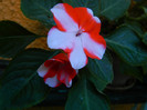 DSCN8100