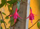 DSCN8102