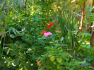 DSCN8104