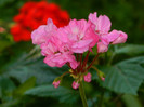 DSCN8106