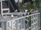 DSCF4173