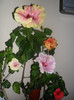 Hibiscus grup