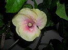 Hibiscus Love