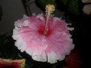 Hibiscus Baby Girl