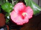 Hibiscus Helene