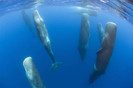 18. Un grup de balene care dorm