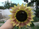 Picture 026