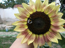 Picture 028