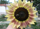 Picture 030