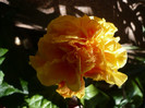 P1170182