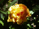 P1170183