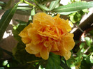 P1170184