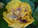 P1170187