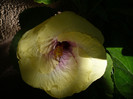 P1170225