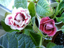 IMAG0034