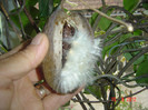 s-a desfacut singur fructul....