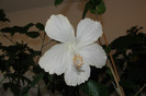 Hibiscus Dainty White