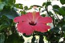hibiscus Versicolor