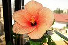 hibiscus cairo somon