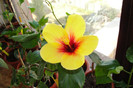 hibiscus Fijian Yellow