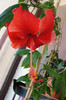 hibiscus Rouge Tropique