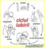Ciclul-iubirii