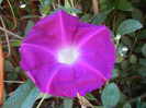 Picotee Morning Glory (2012, Aug.16)