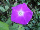 Picotee Morning Glory (2012, Aug.16)