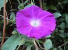 Picotee Morning Glory (2012, Aug.16)