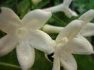 stephanotis,iasomie de madagascar